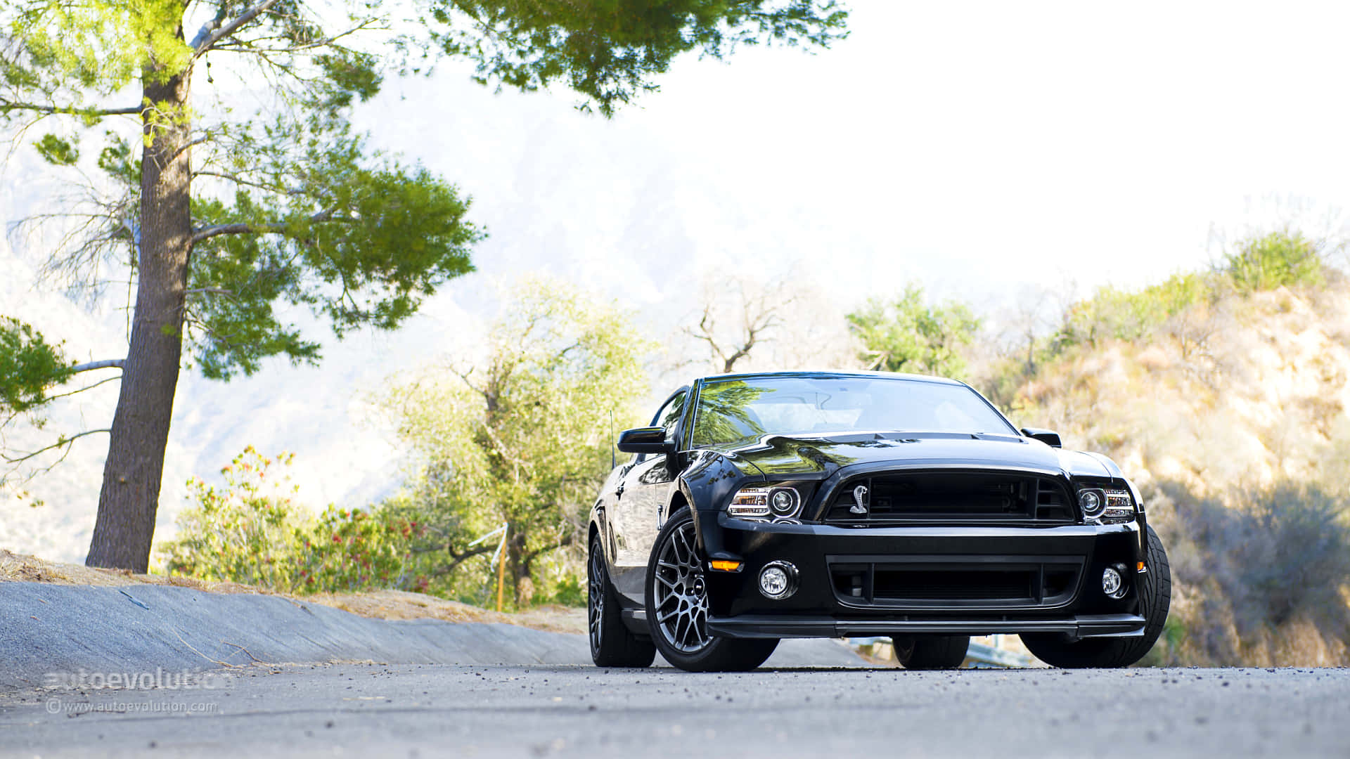 Ford Mustang 2013 Shelby Gt500 Car