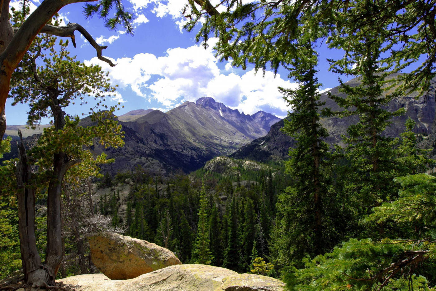 Forest Below The Rocky Mountain Background