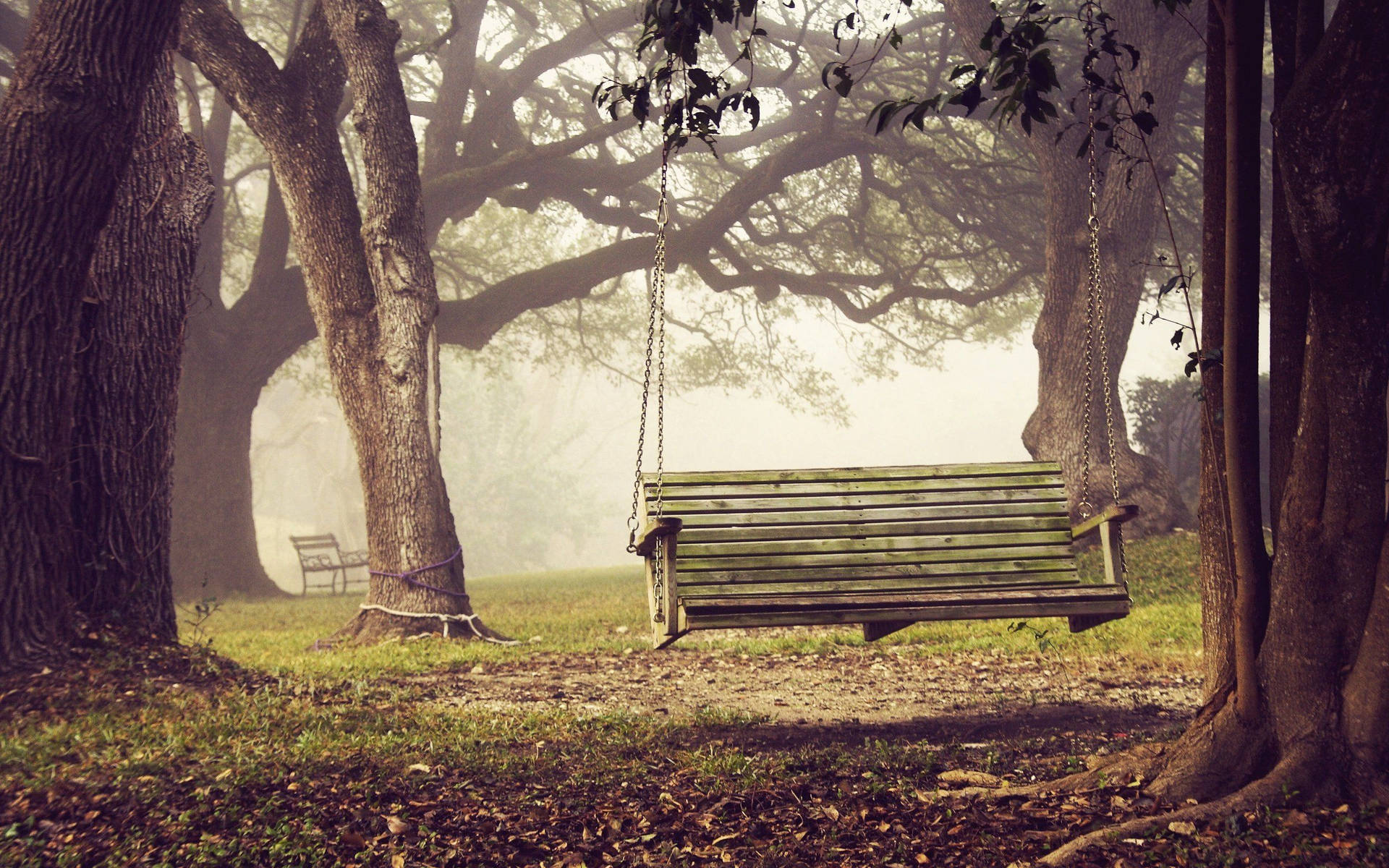 Forest Bench Swing Background