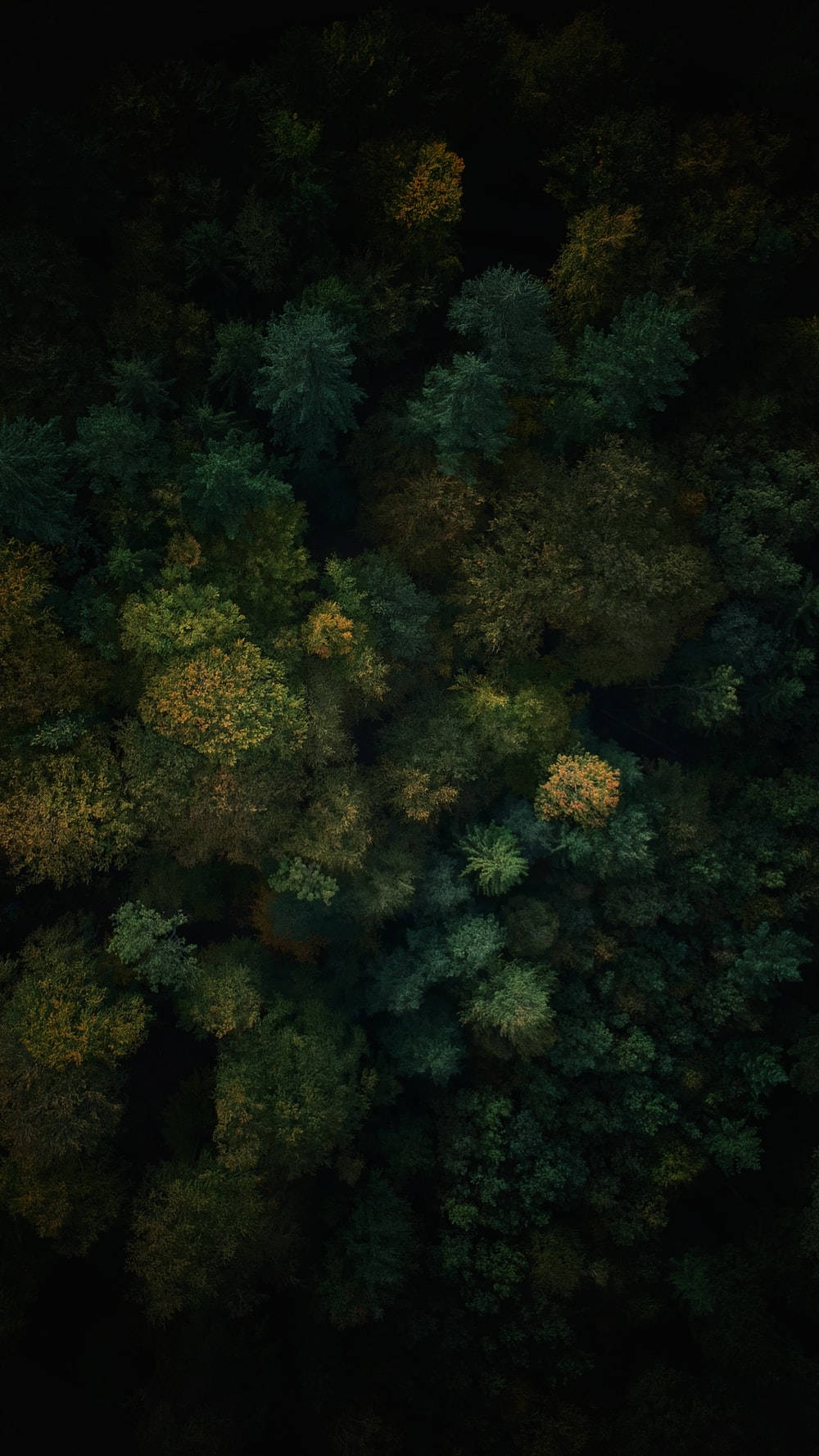 Forest Cool Lock Screen Background