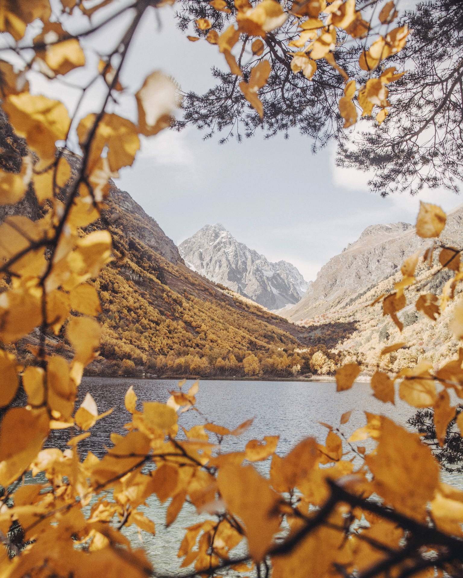 Forest Covered In Fall Leaves Background