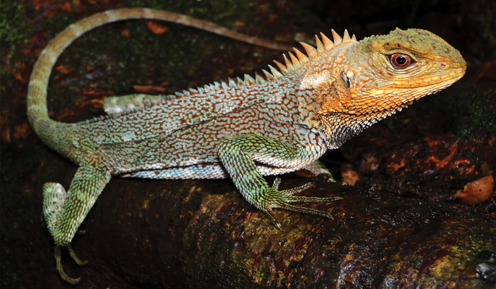 Forest Dragon Lizard