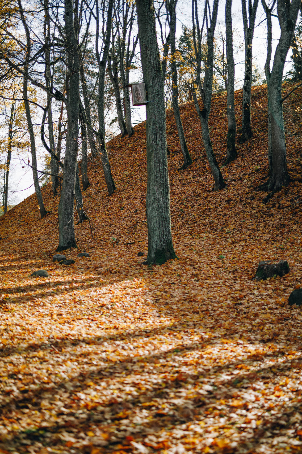 Forest During Fall In Lithuania