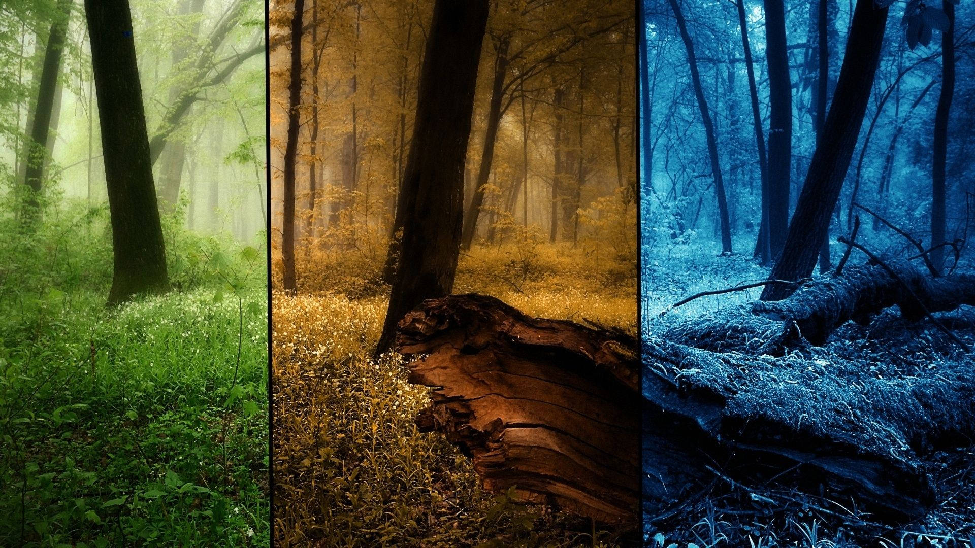 Forest During Seasons Background