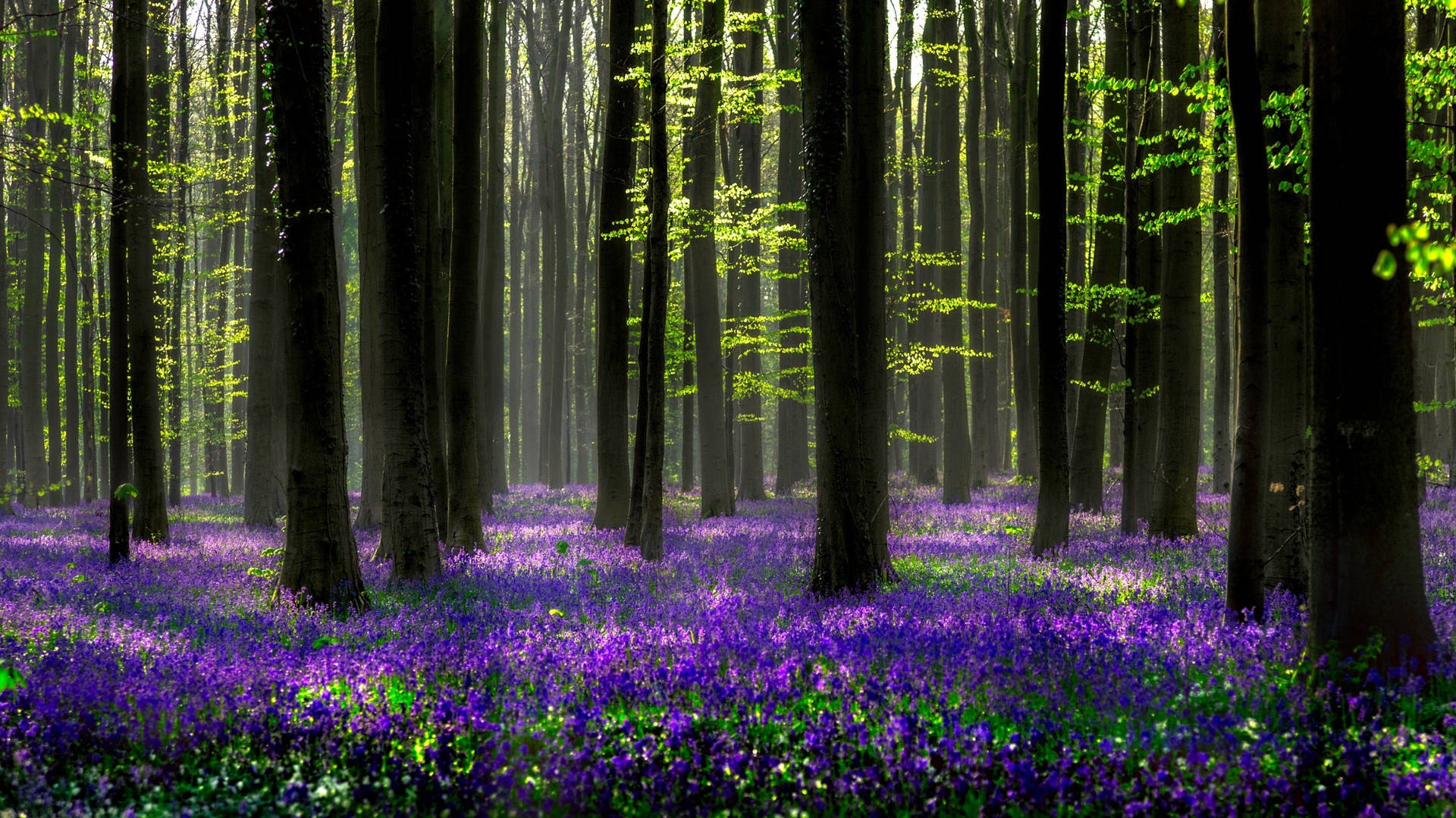 Forest Floor Hyacinth Flowers Background
