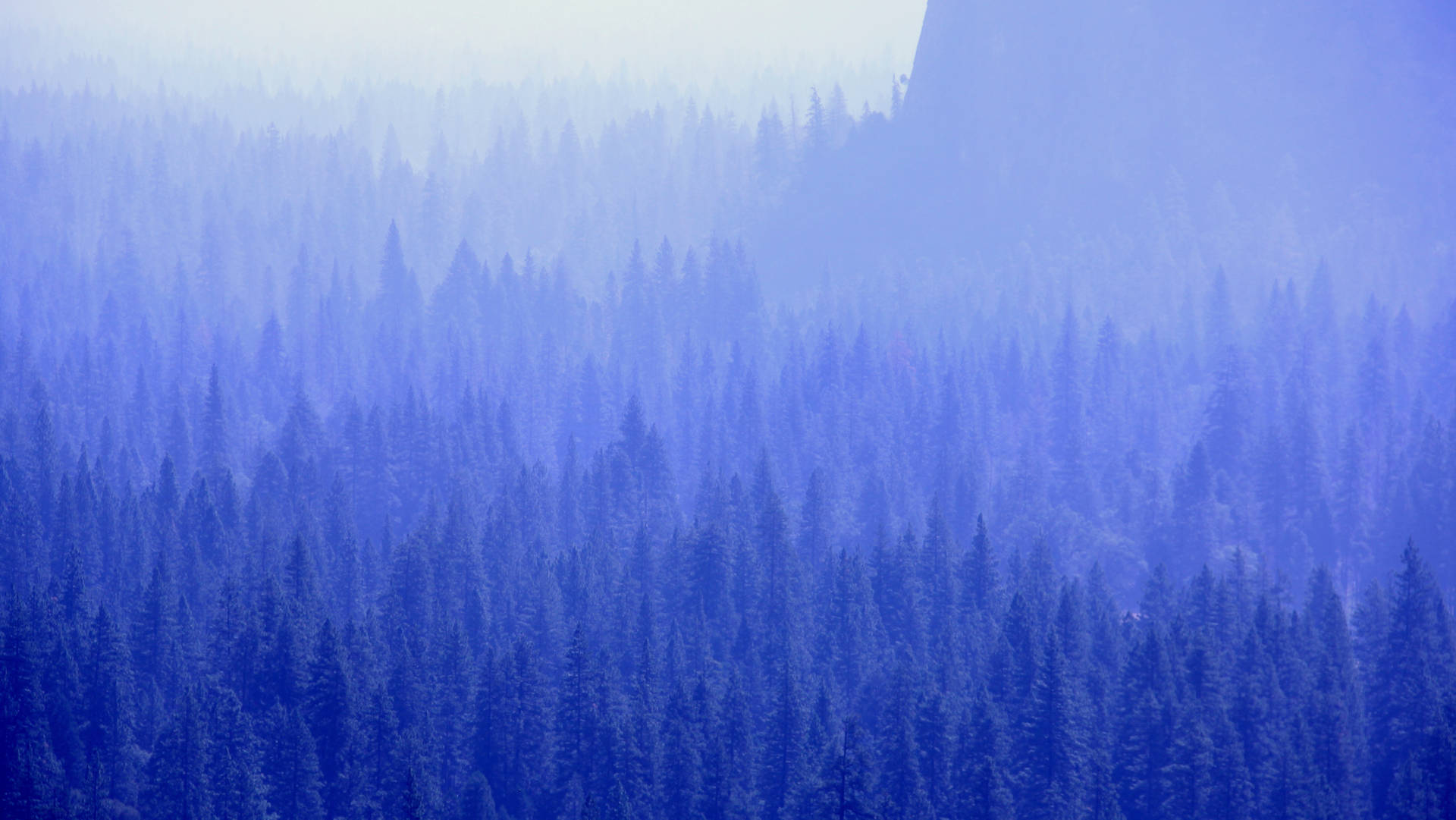 Forest Fog Cool Blue Background