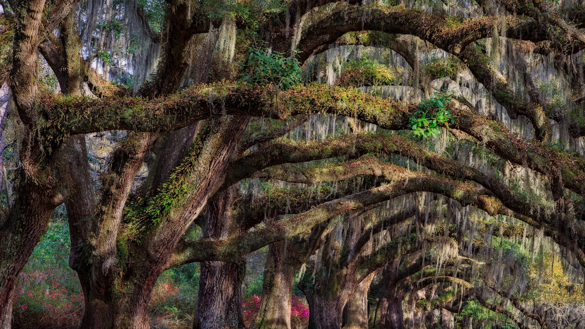 Forest In Charleston South Carolina Background