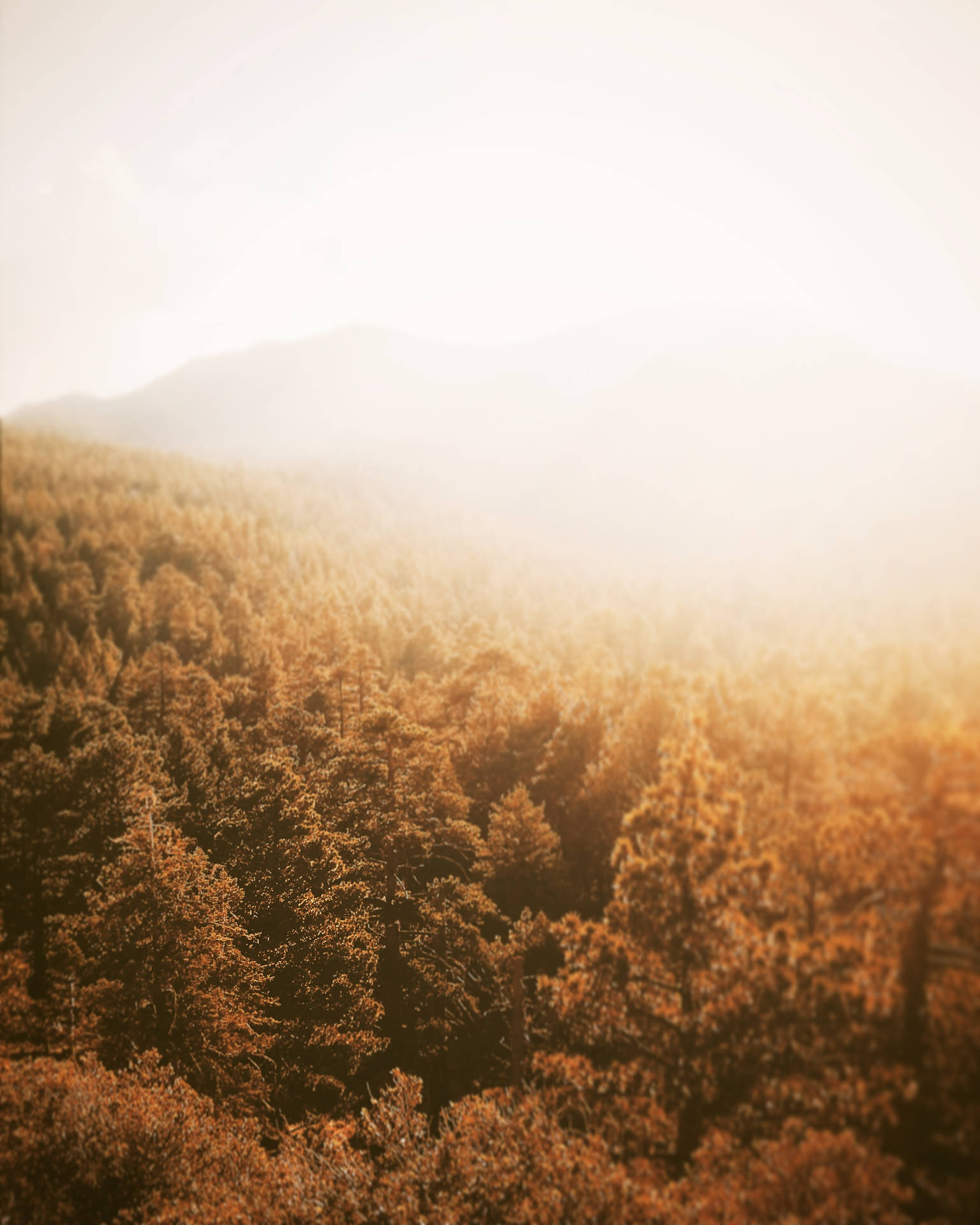 Forest In Fall Photography Background