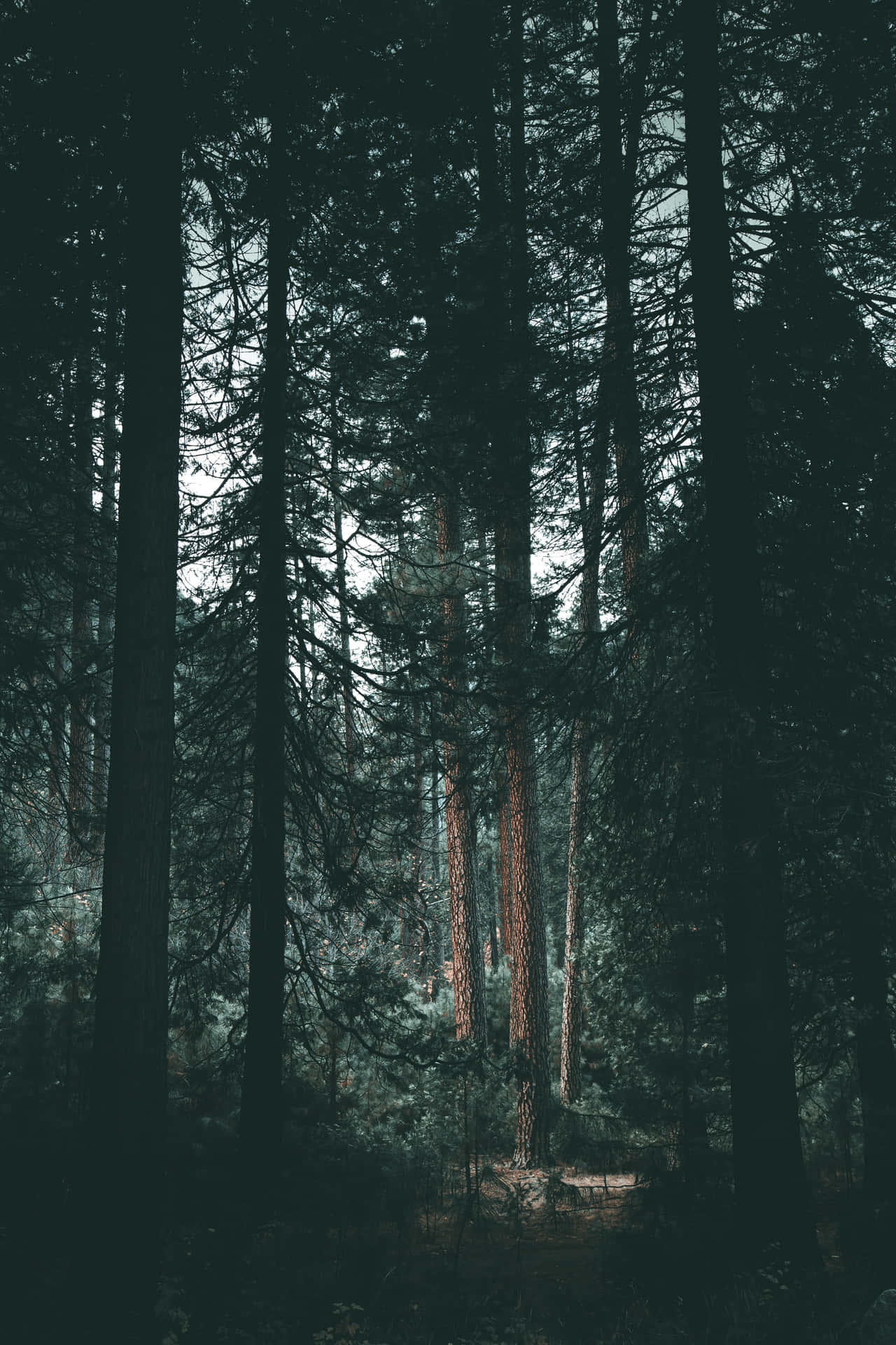 Forest In Moody Effect