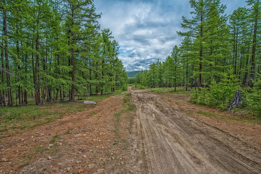 Forest In The Mongolias Background