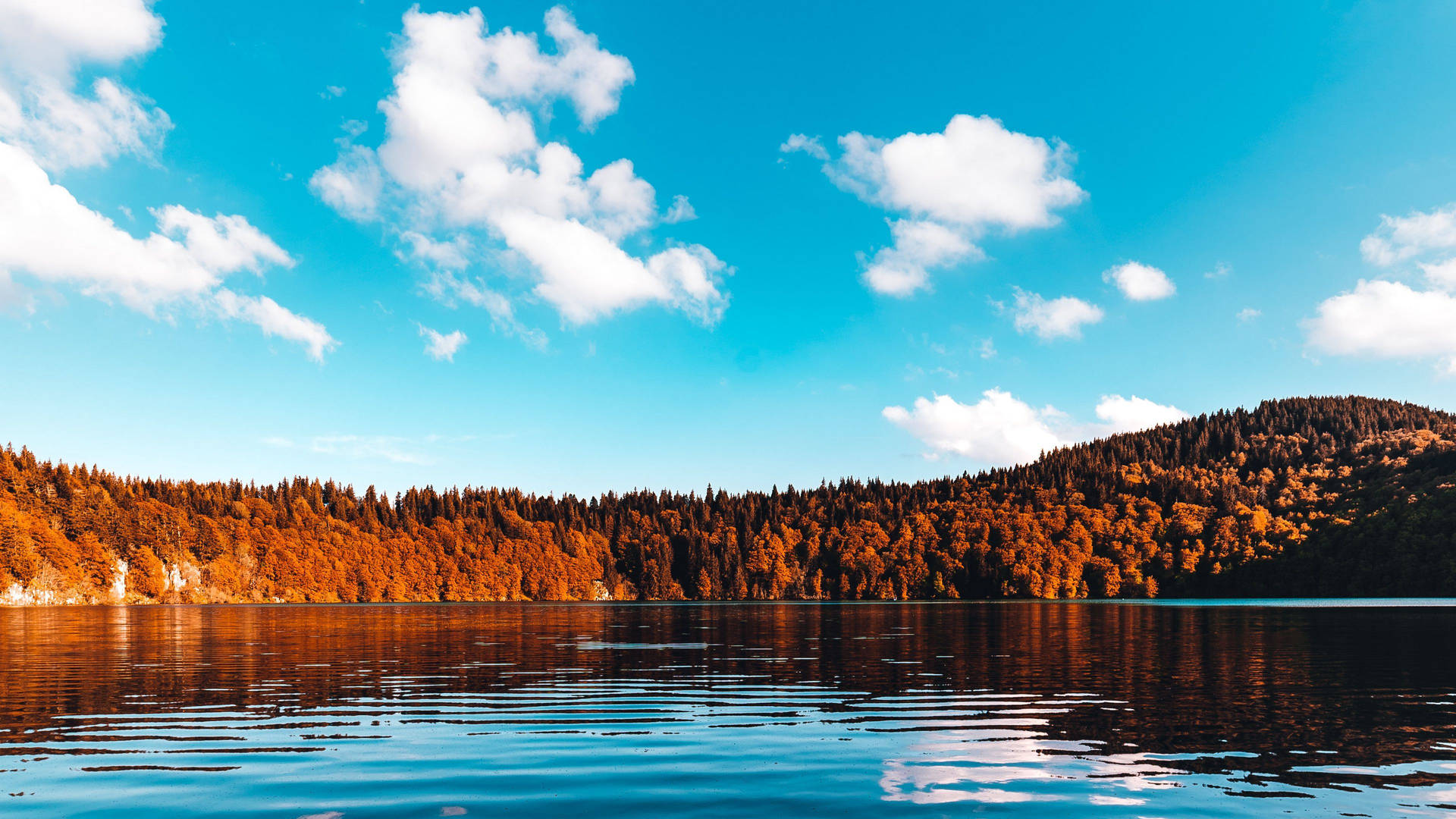 Forest Lake Fall Trees Background