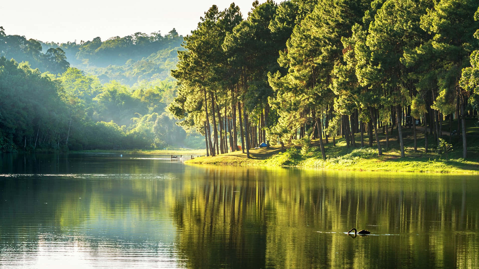 Forest Lake Natural Background