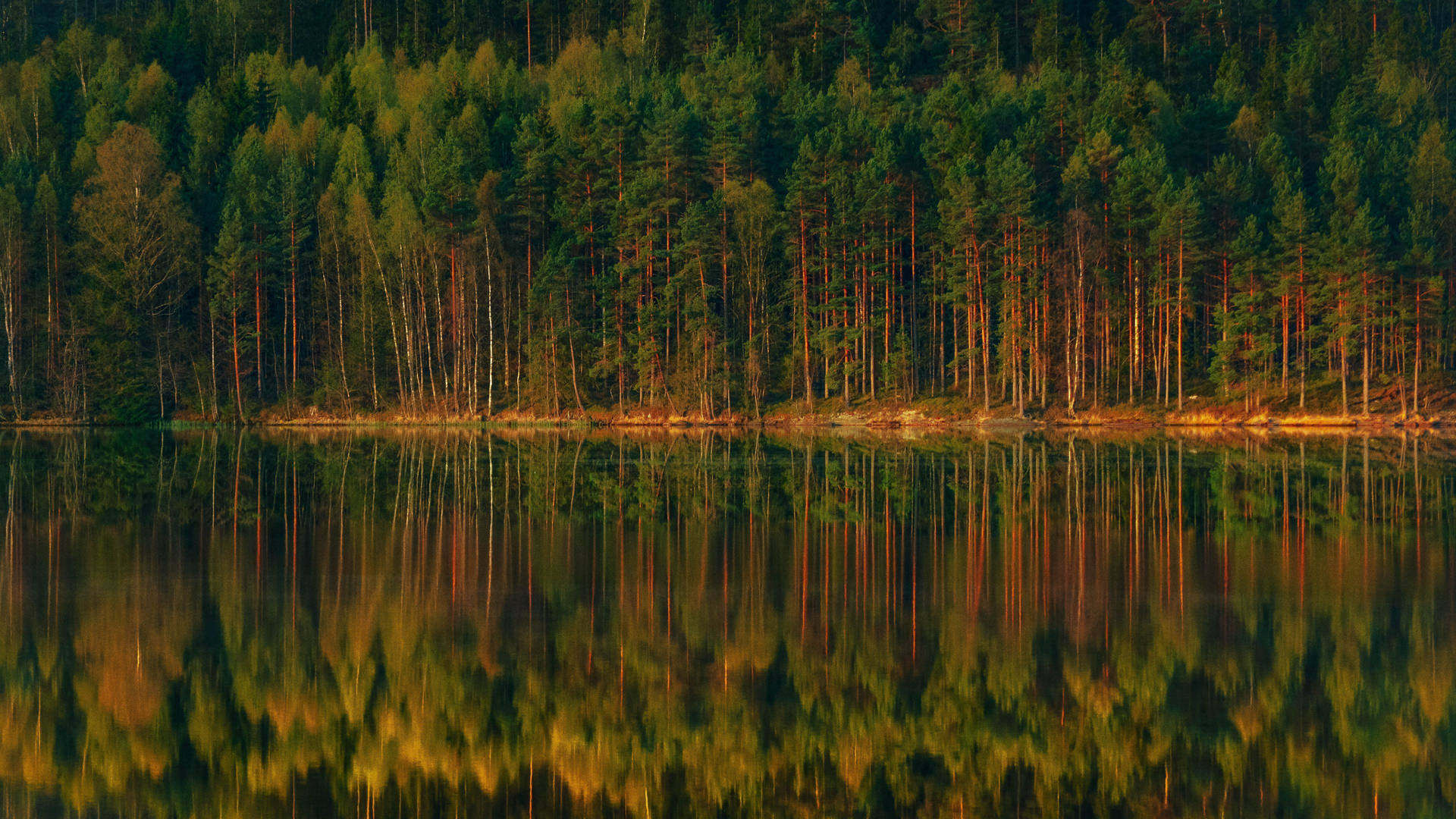 Forest Lake Trees Reflection Background
