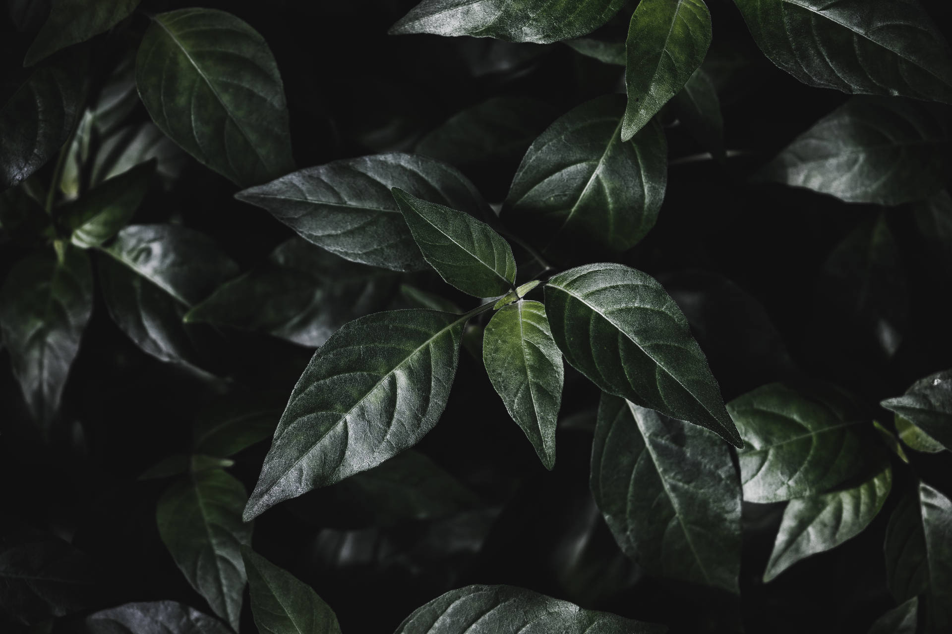 Forest Leaves Simple Dark Aesthetic Background