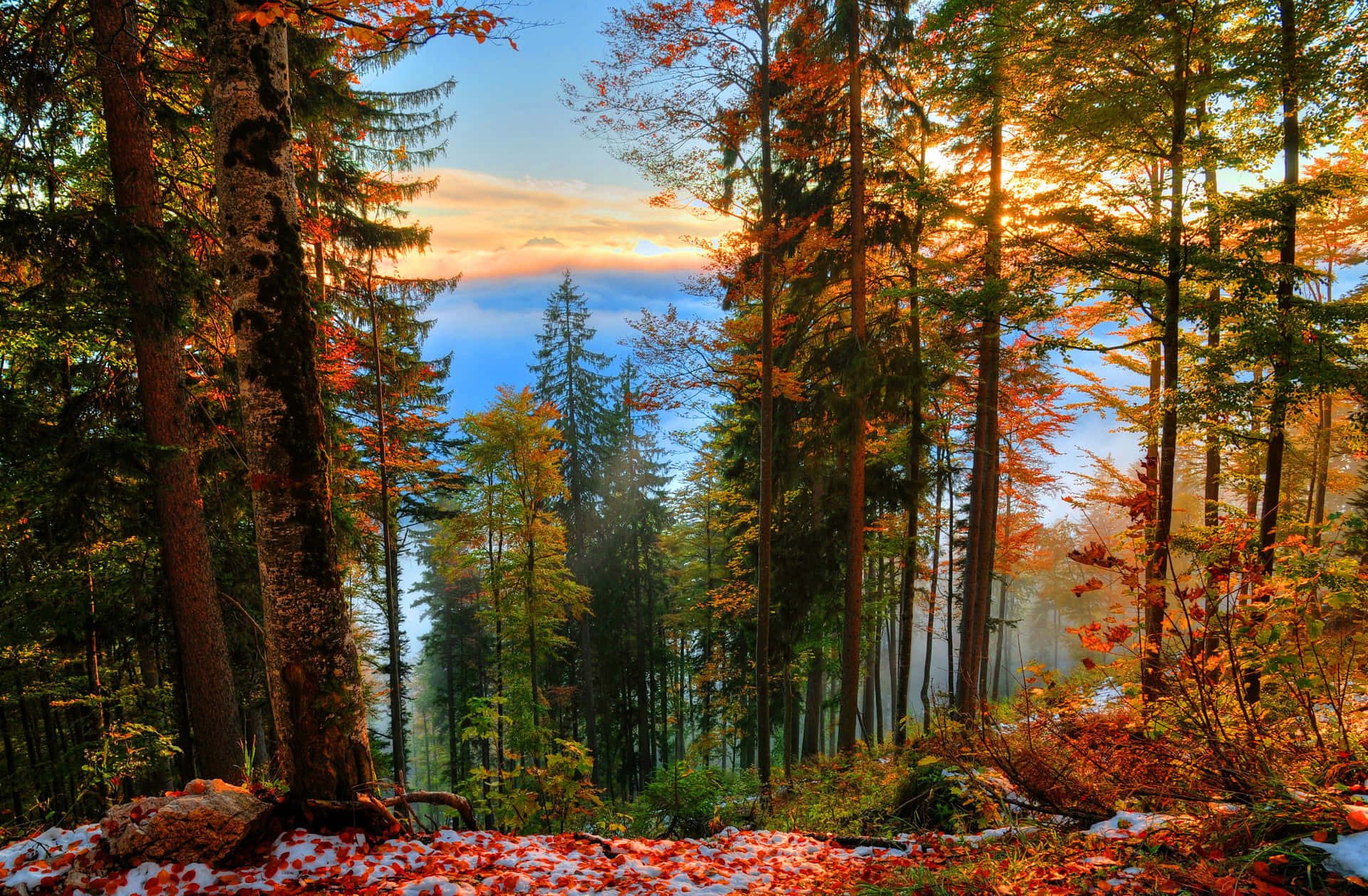 Forest Near Lake Early Fall Background