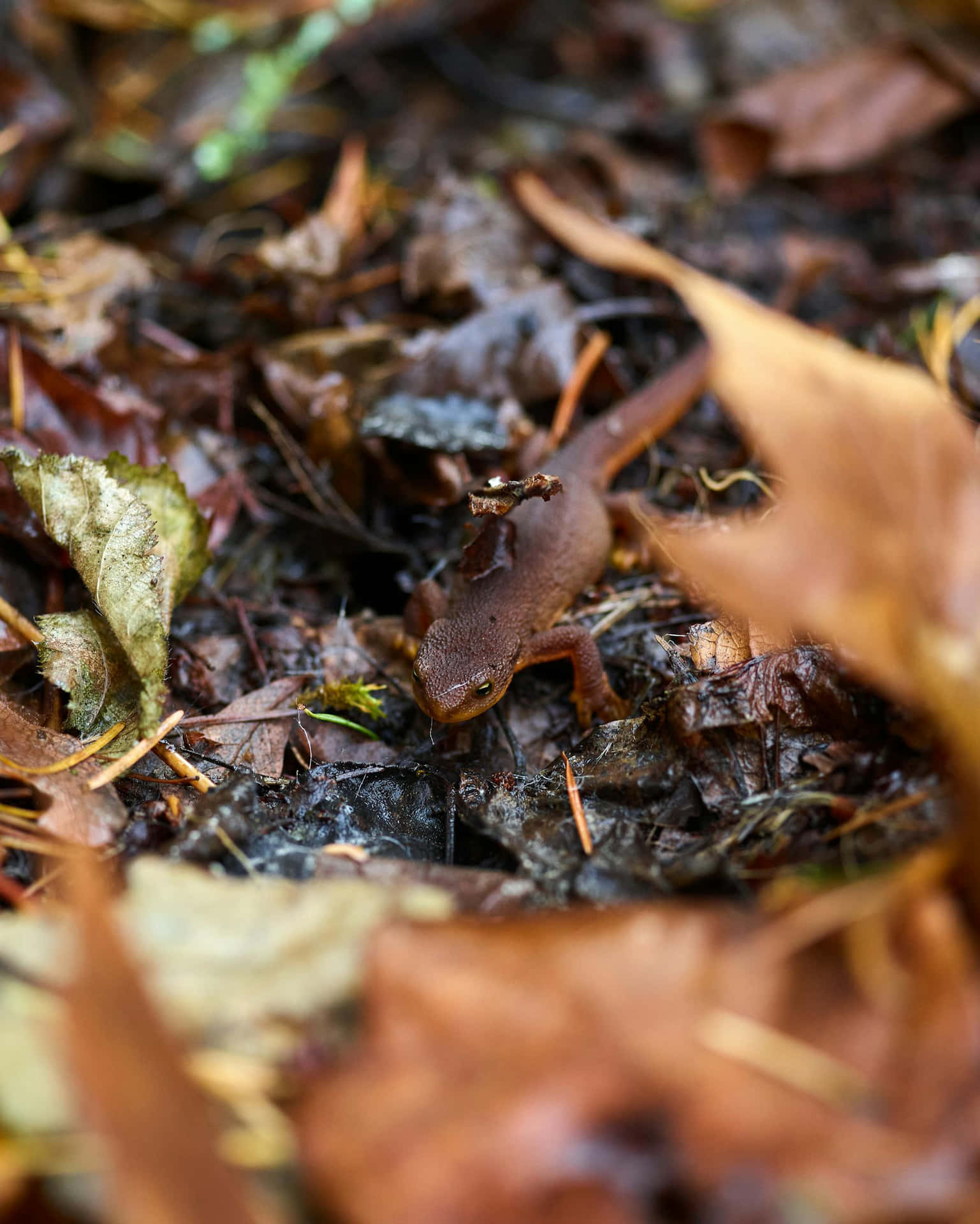 Forest Newtin Natural Habitat.jpg Background