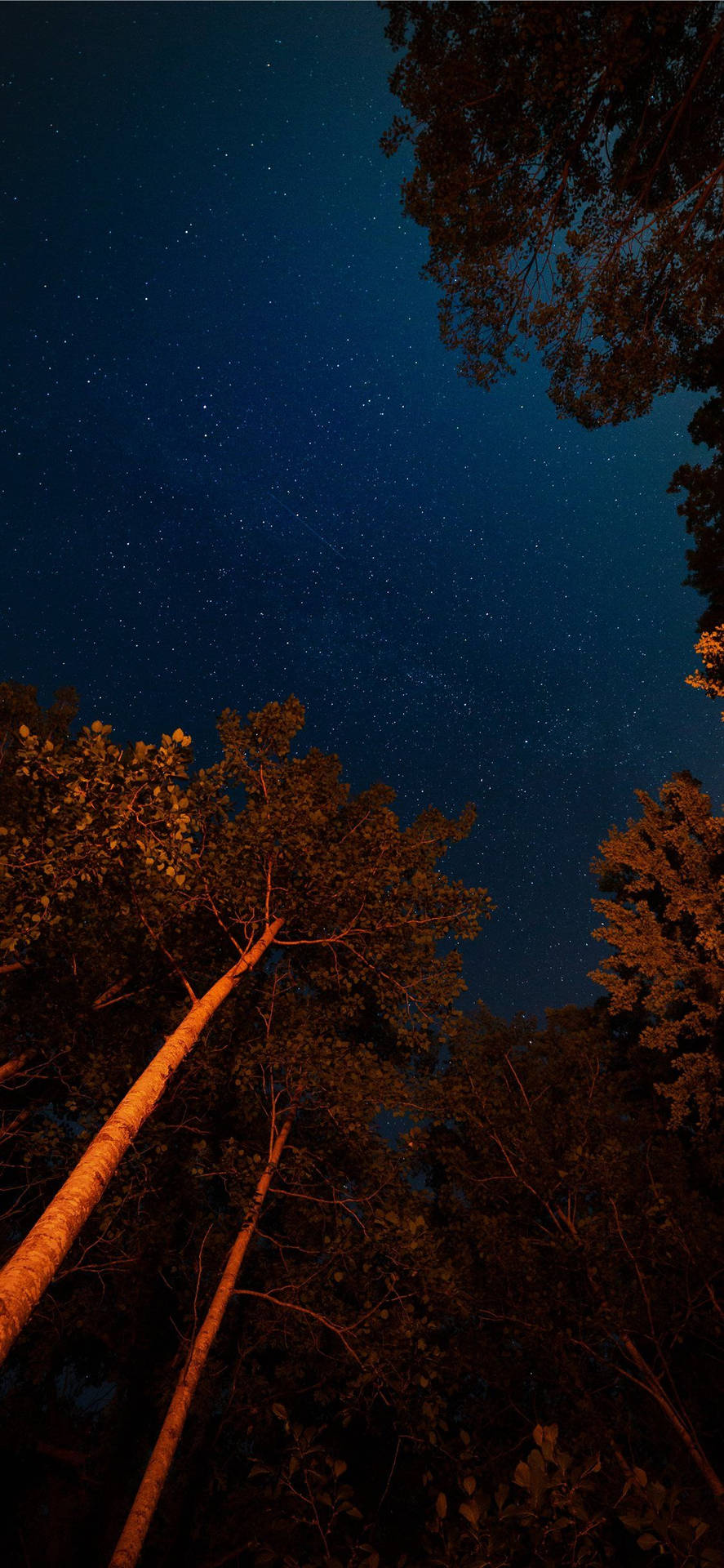 Forest Night Sky Aesthetic Iphone 11