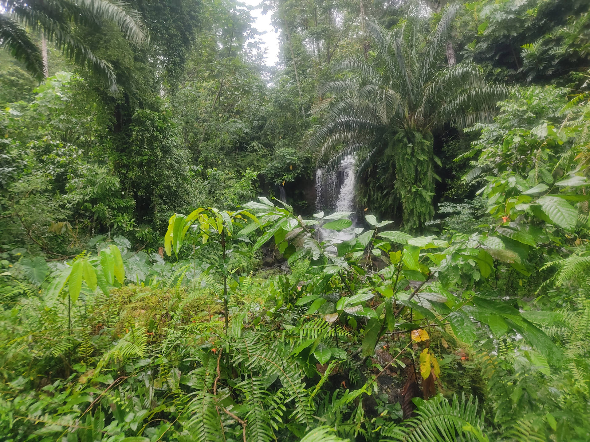 Forest Of Sao Tome And Principe