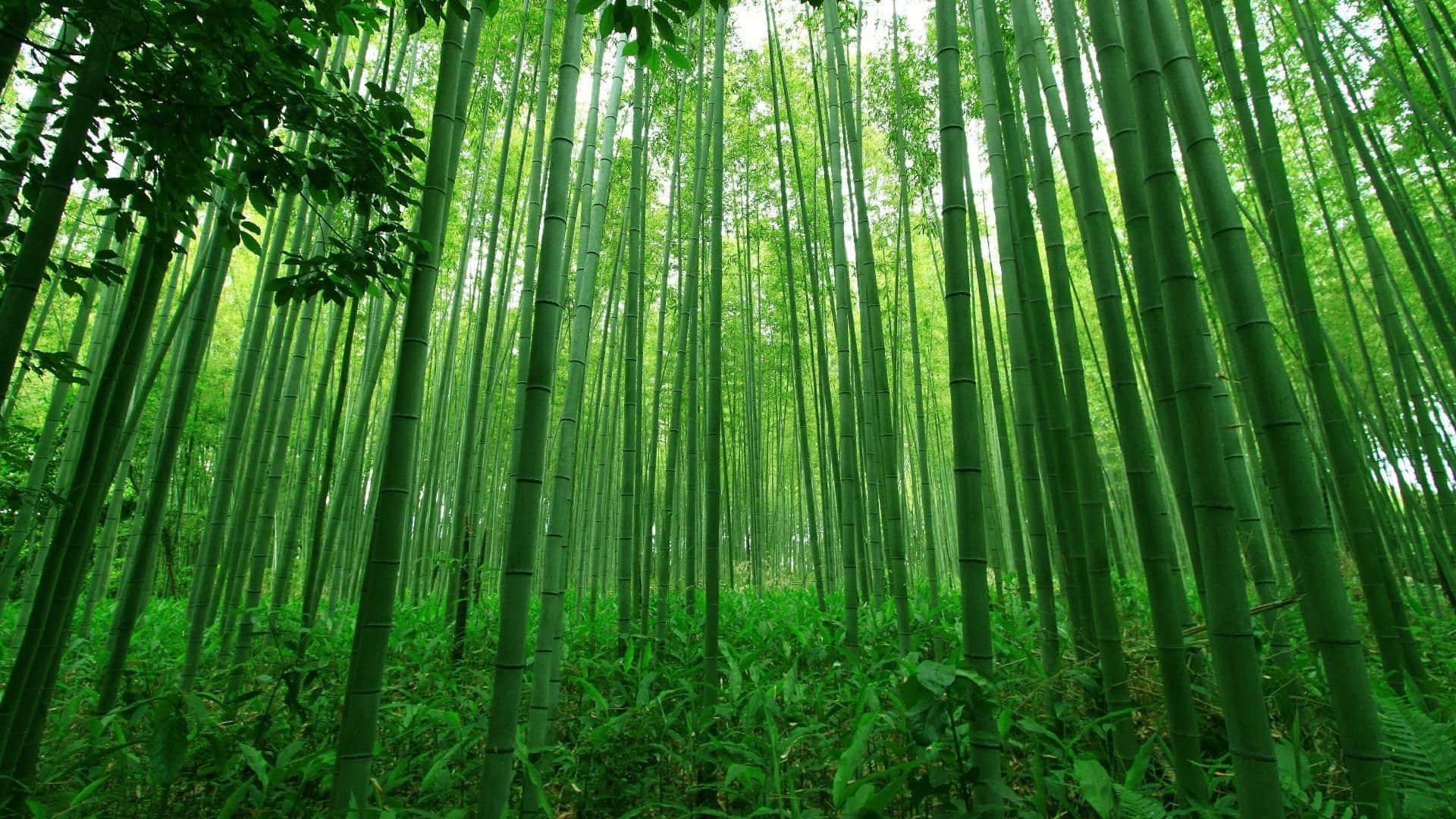 Forest Of Tall And Green Bamboo Desktop