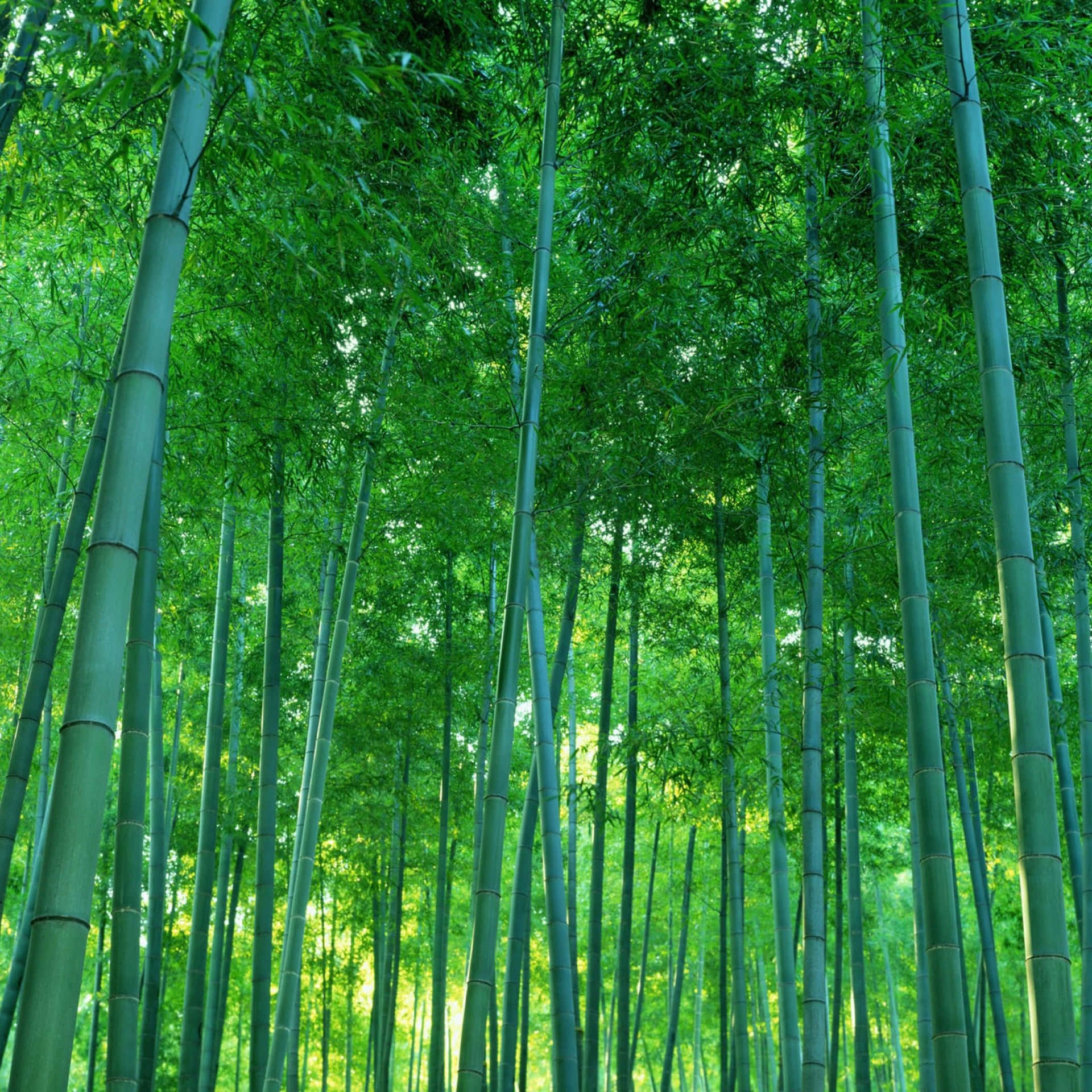 Forest Of Tranquility: Green Bamboo Thicket Background