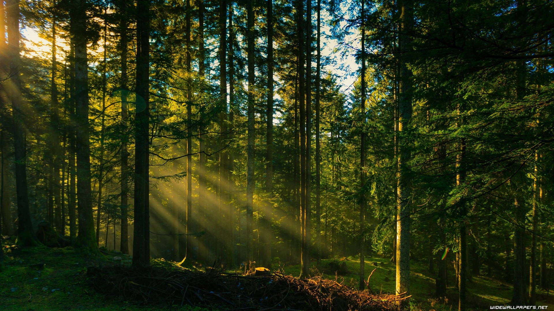 Forest Rays Of Light