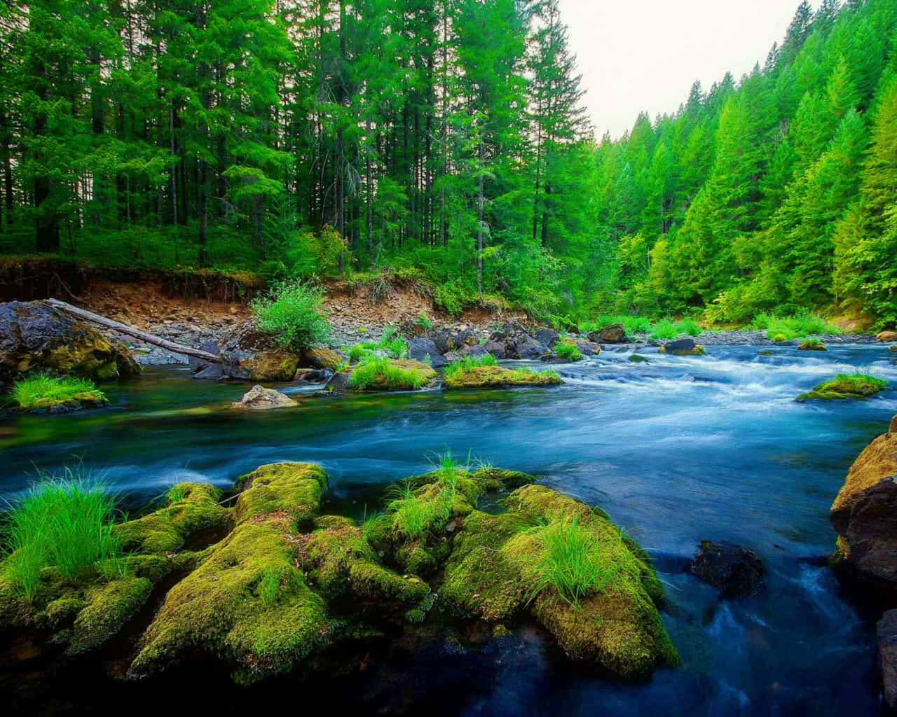 Forest River Green Trees Nature Photography