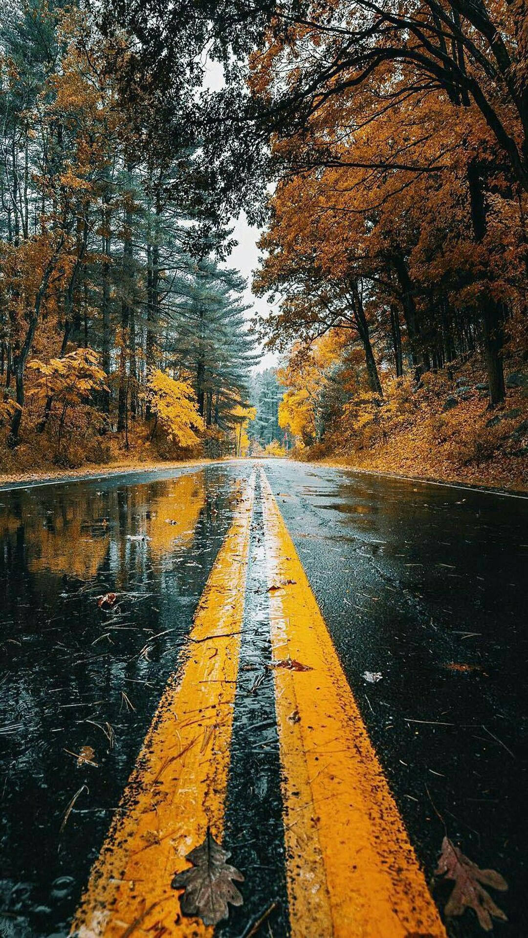 Forest Road Amazing Phone Background