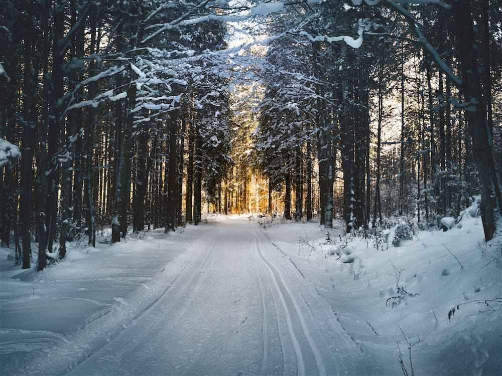 Forest Road Winter Scenery Background
