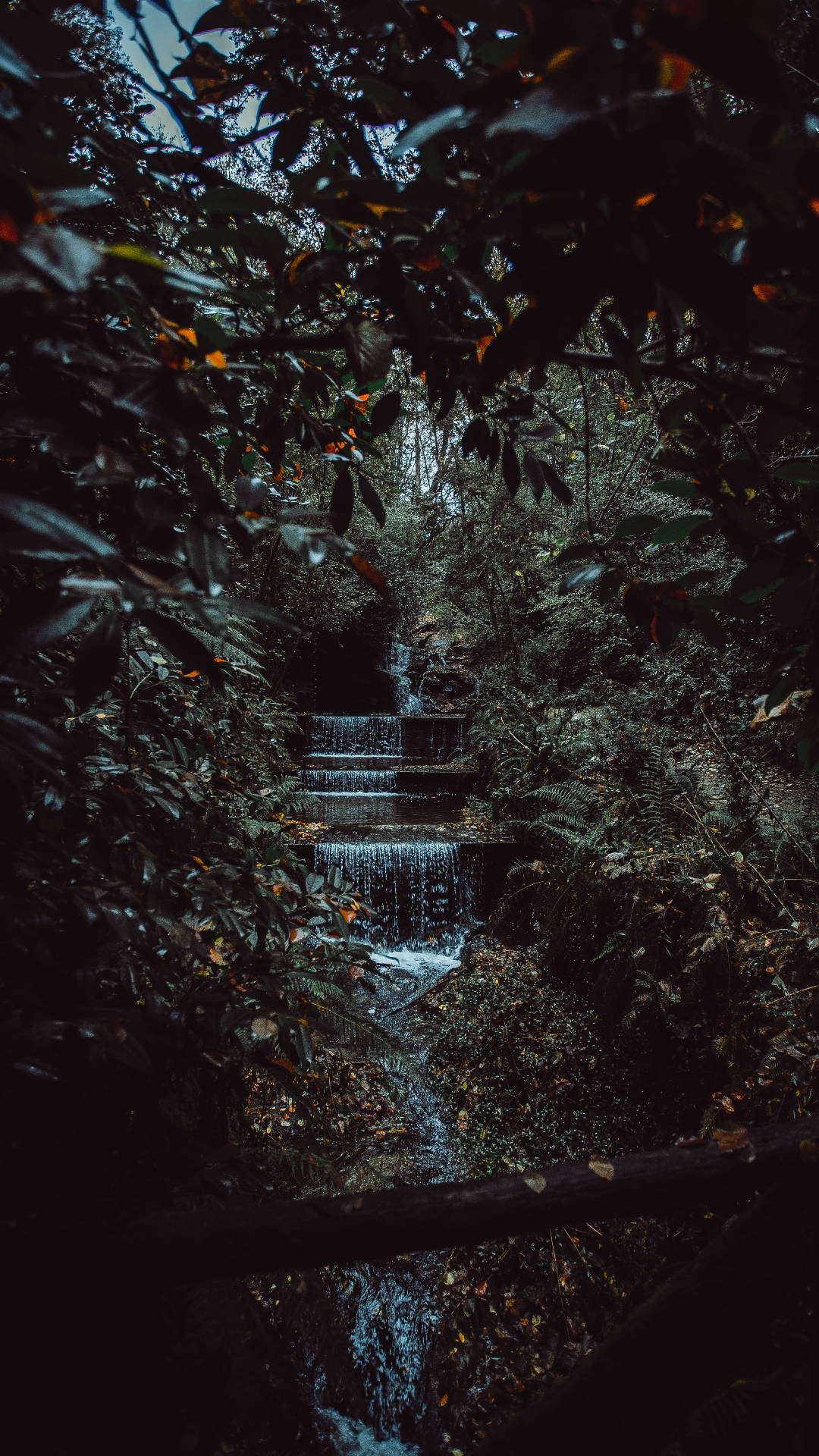 Forest Stream Jungle Iphone Background