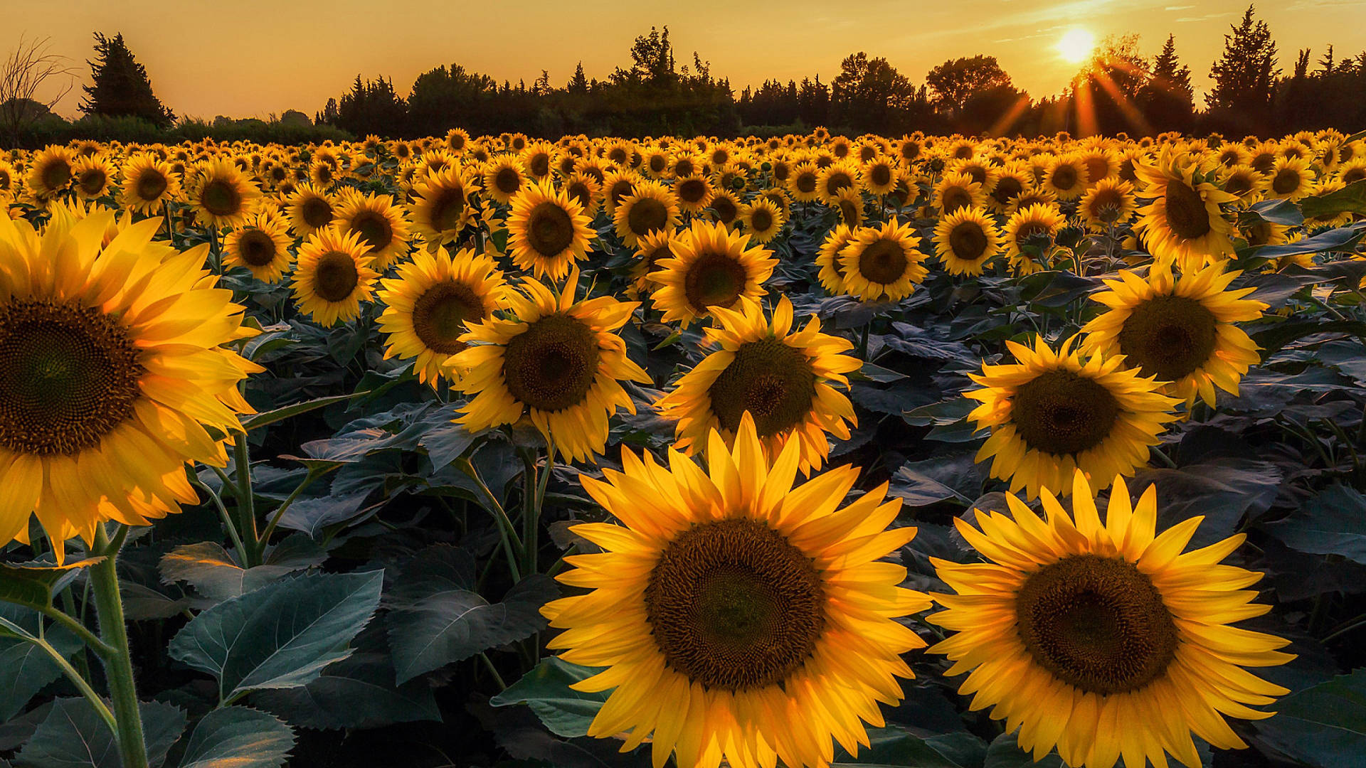 Forest Sunflower Field Laptop Background