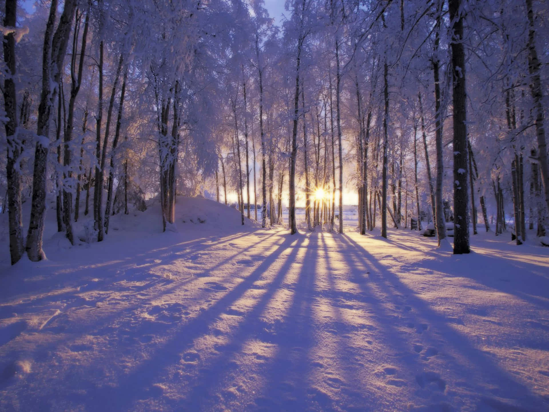 Forest Sunset In Winter Scenery Desktop Background