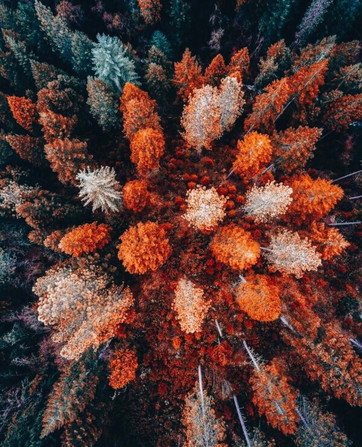 Forest Top View Fall Aesthetic Macbook Background