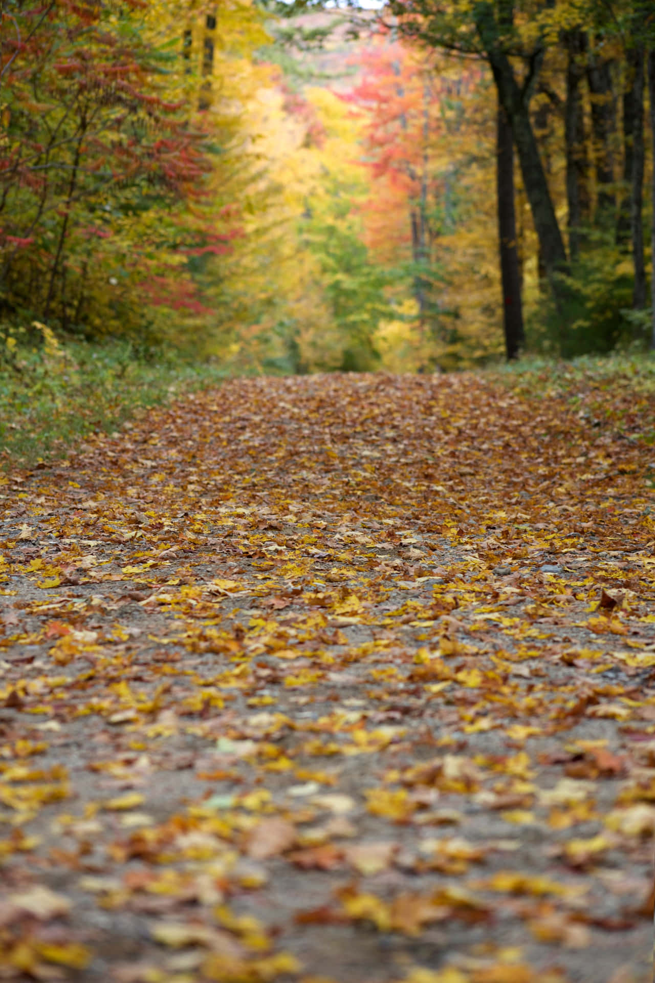 Forest Track With Fall Leaves Iphone