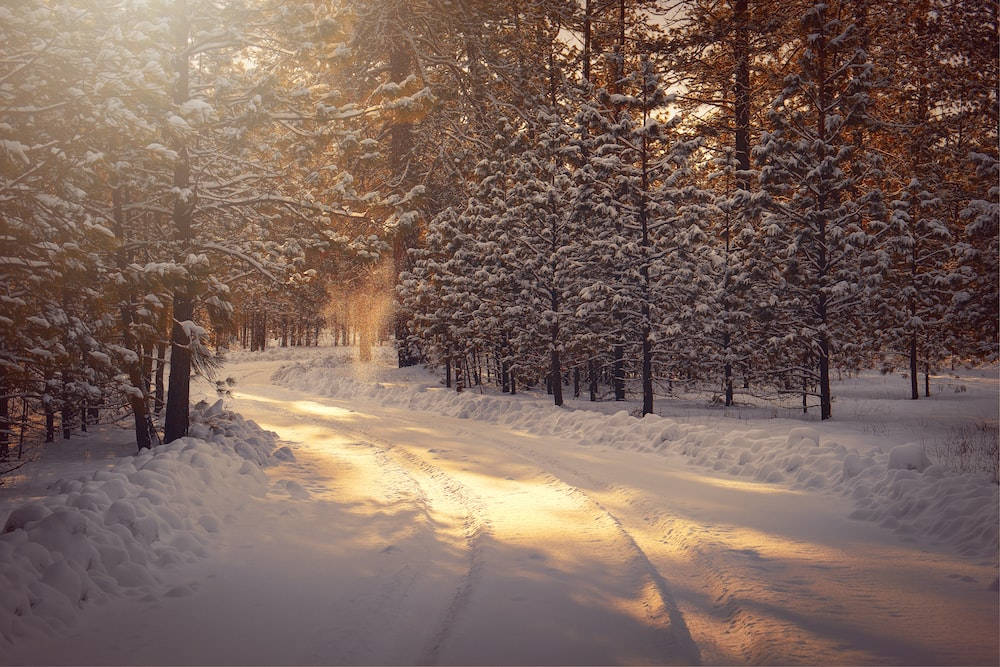 Forest Trees And Sunshine Winter Scenery Background