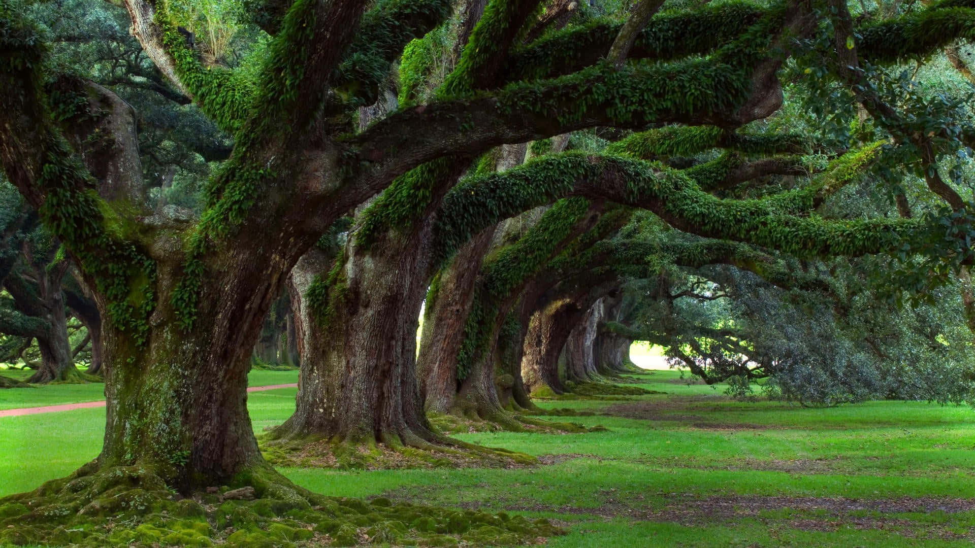 Forest Trees Background Image