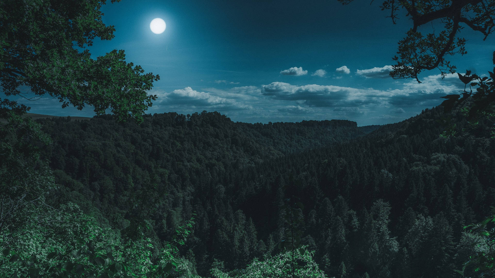 Forest View Under The Moon Background