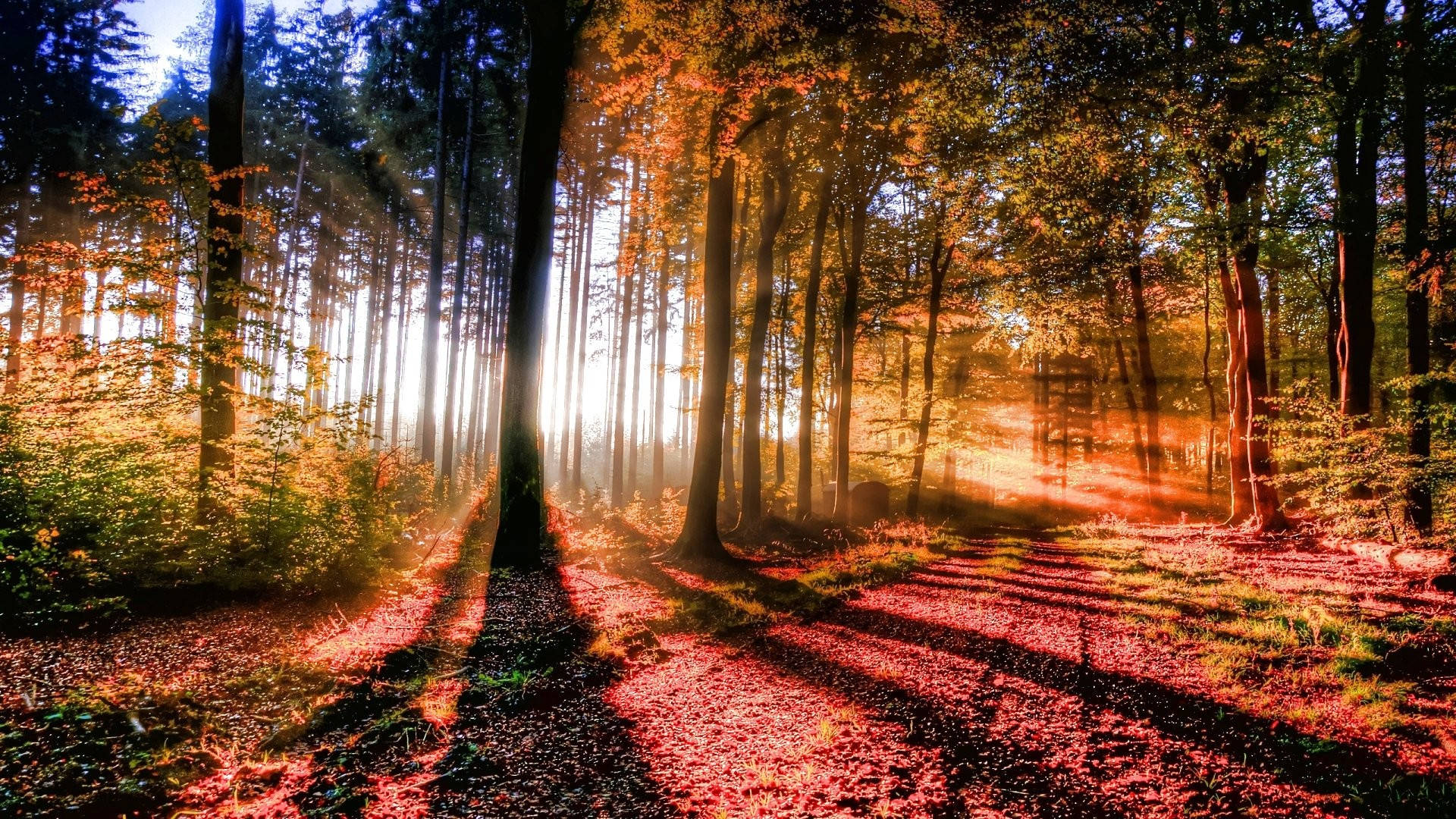 Forest View With Shining Sunlight Background
