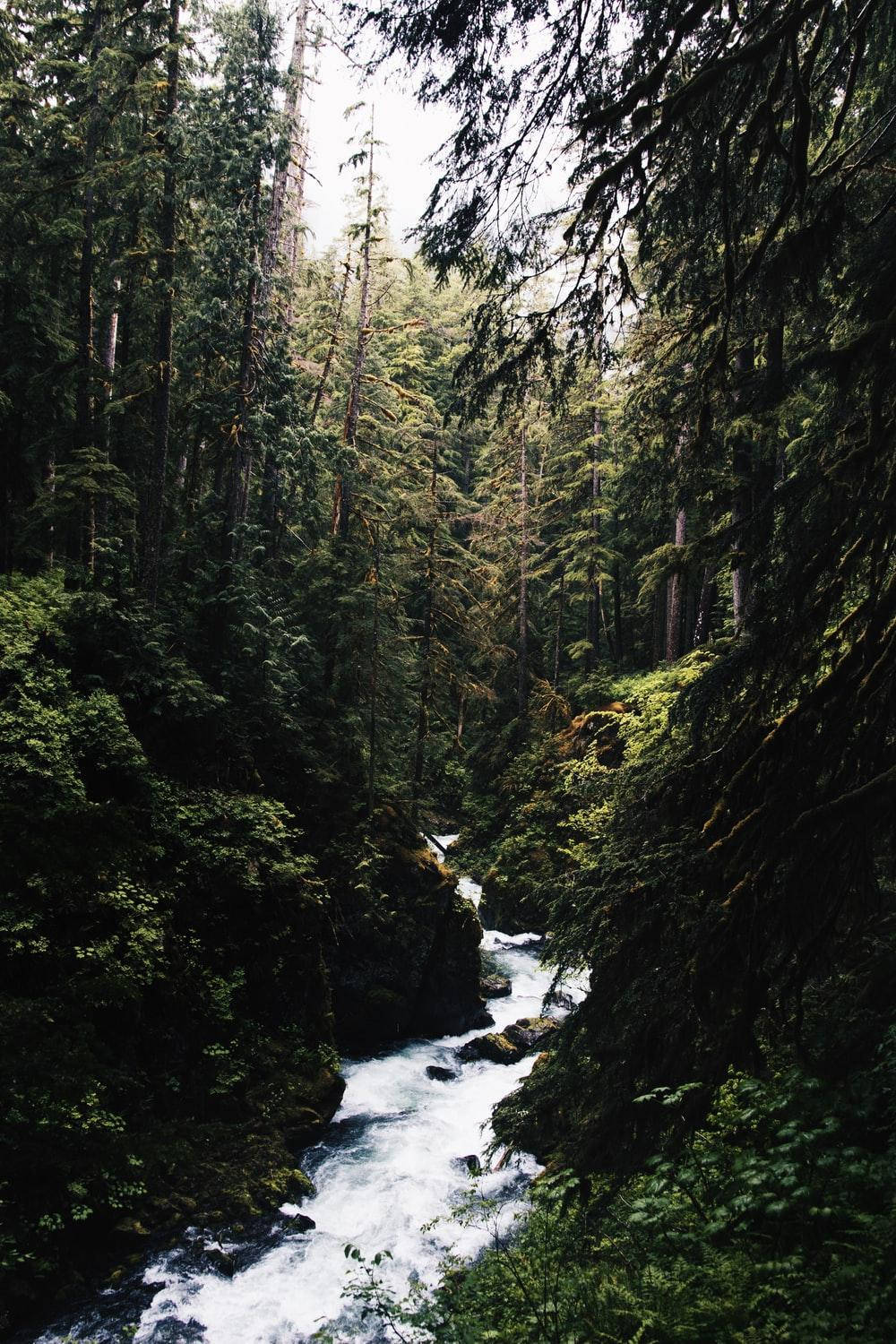 Forest Water Aesthetic