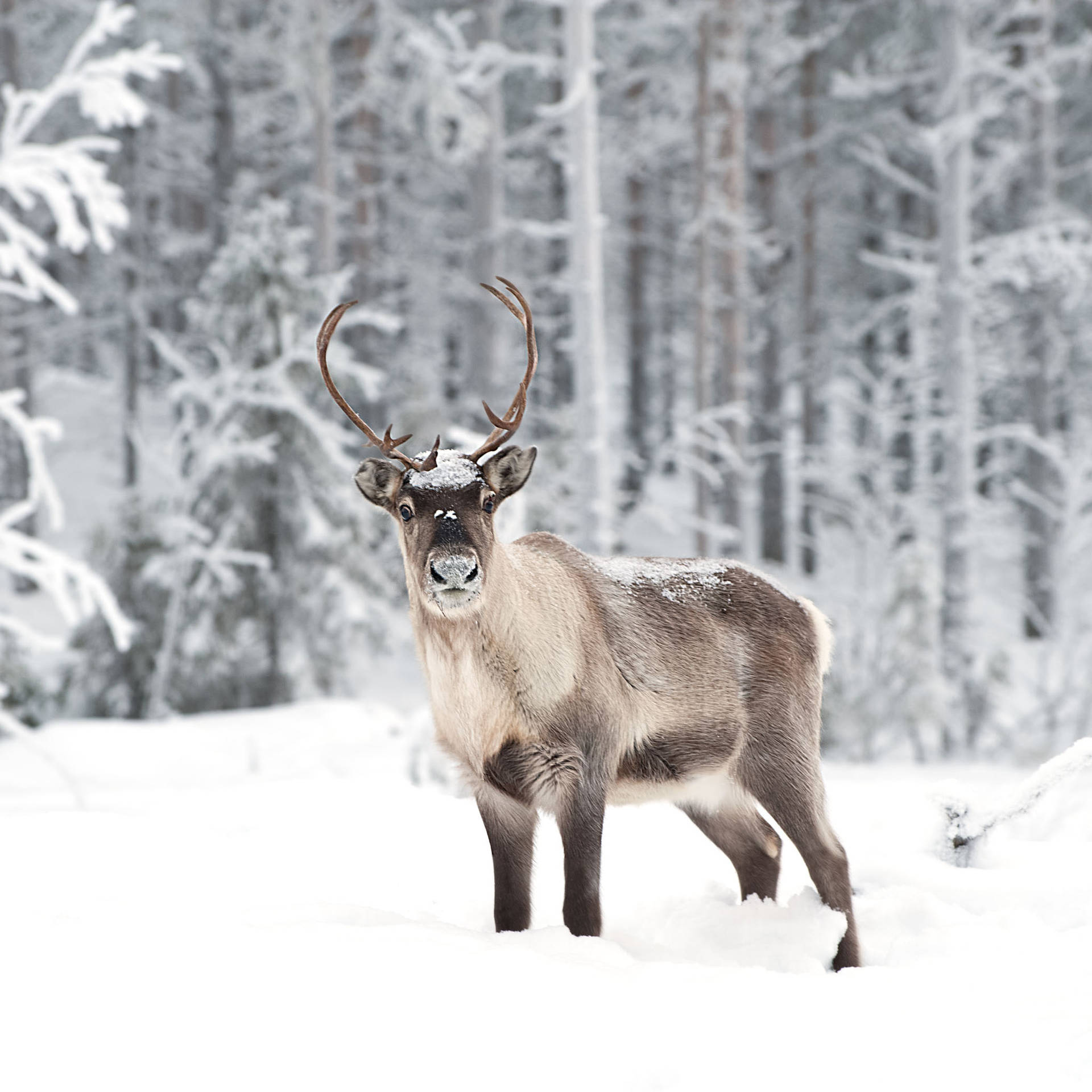 Forest Wild Reindeer Background