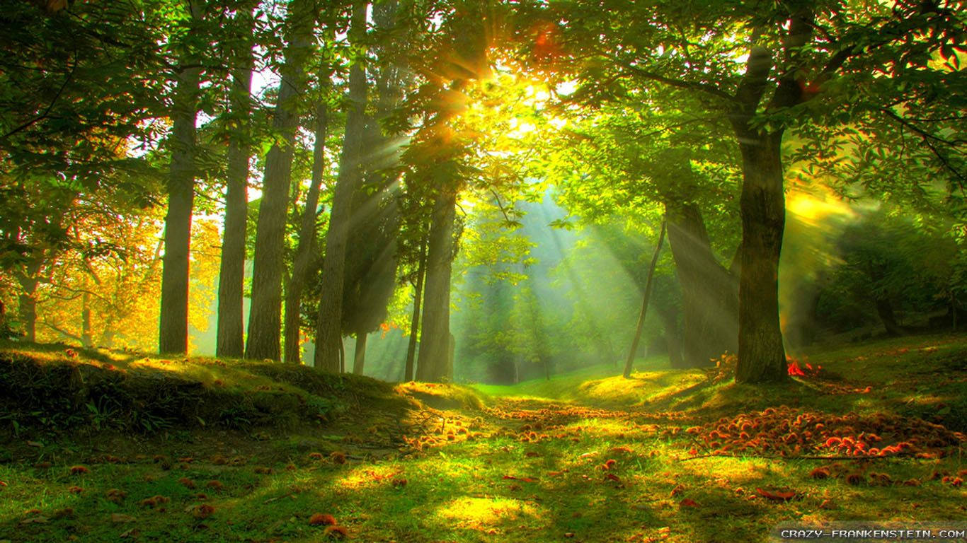 Forest With Beautiful Sunlight