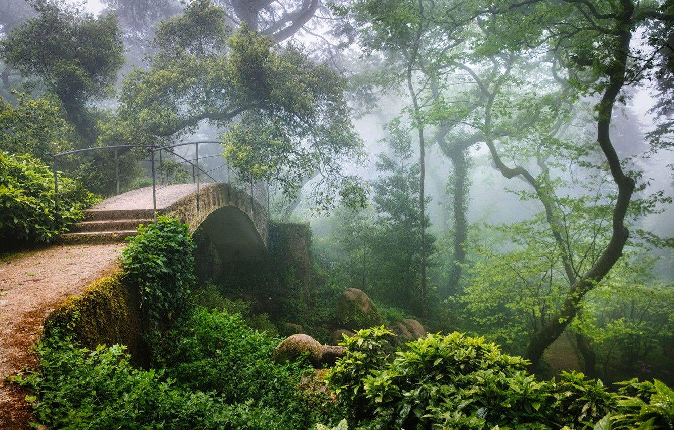 Forest With Bridge In Sintra Portugal Background