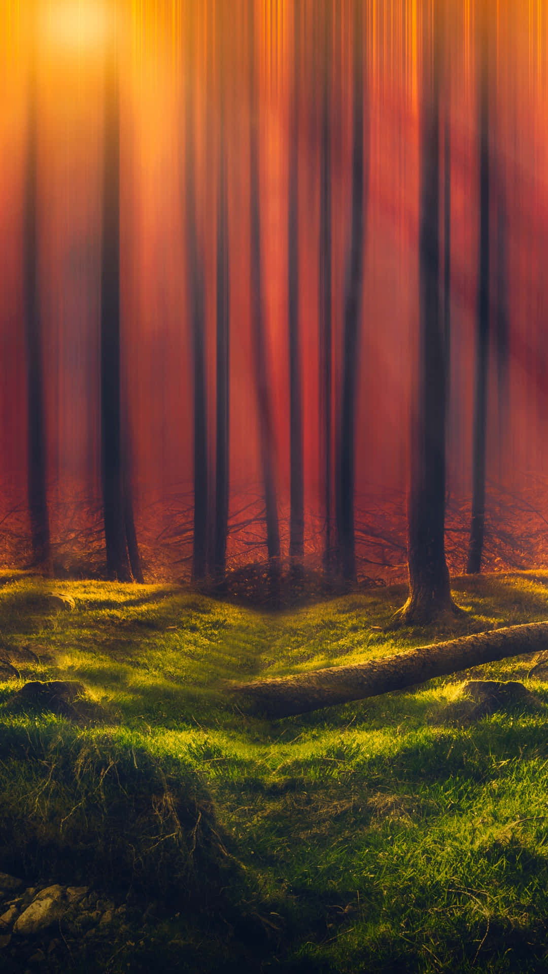 Forest With Orange Sun Rays Background