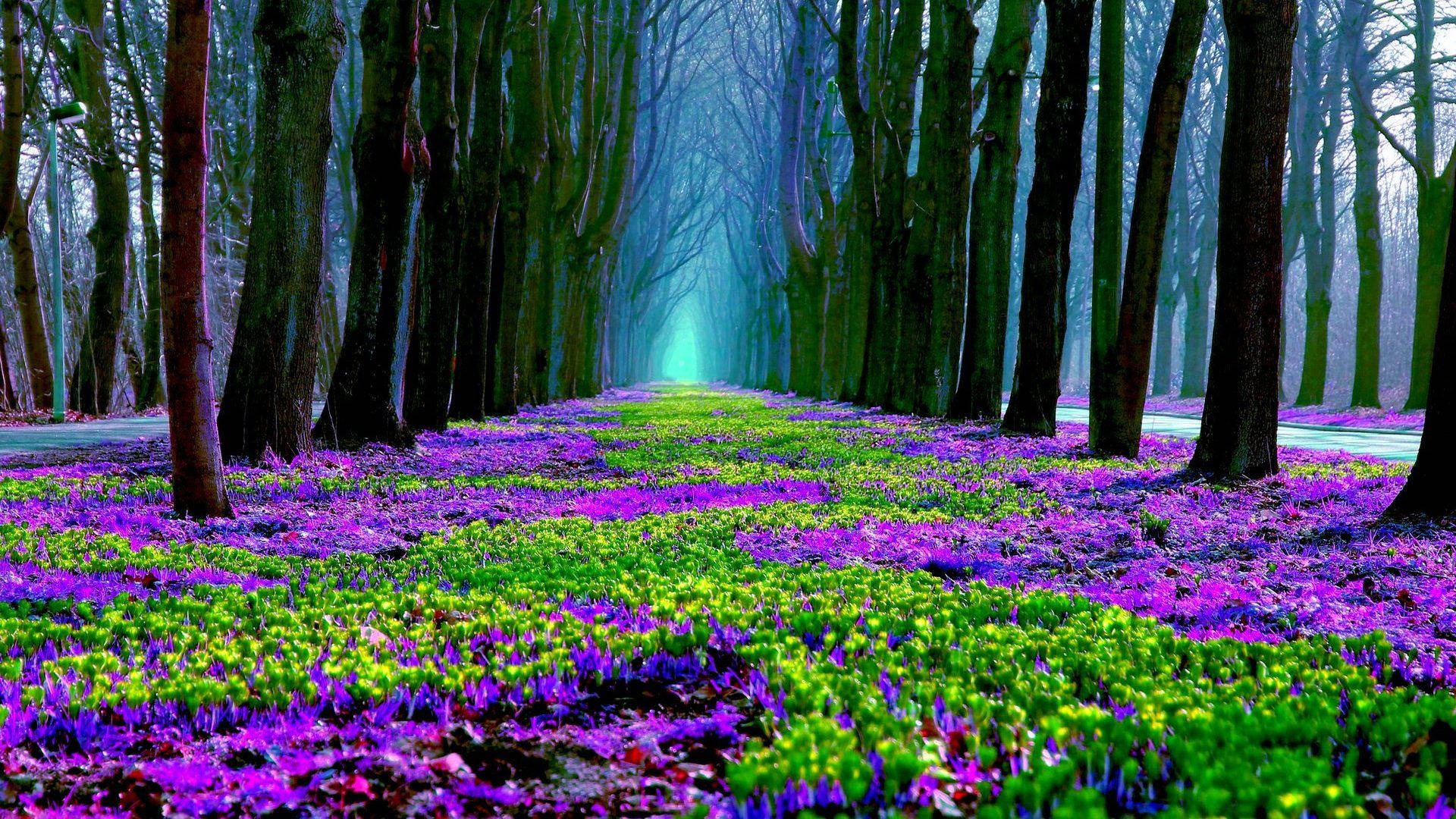 Forest With Purple Flowers Background