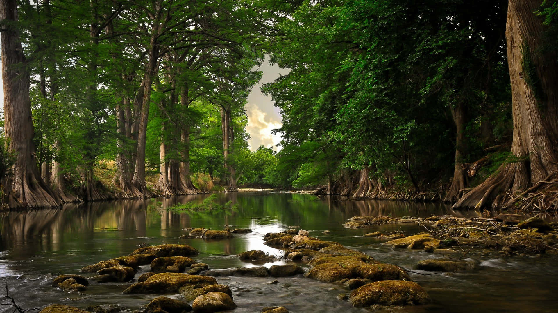 Forest With River Google Desktop Background