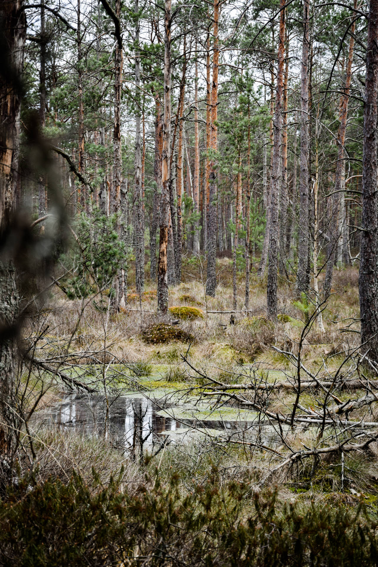 Forest With Thin Trees In Lithuania