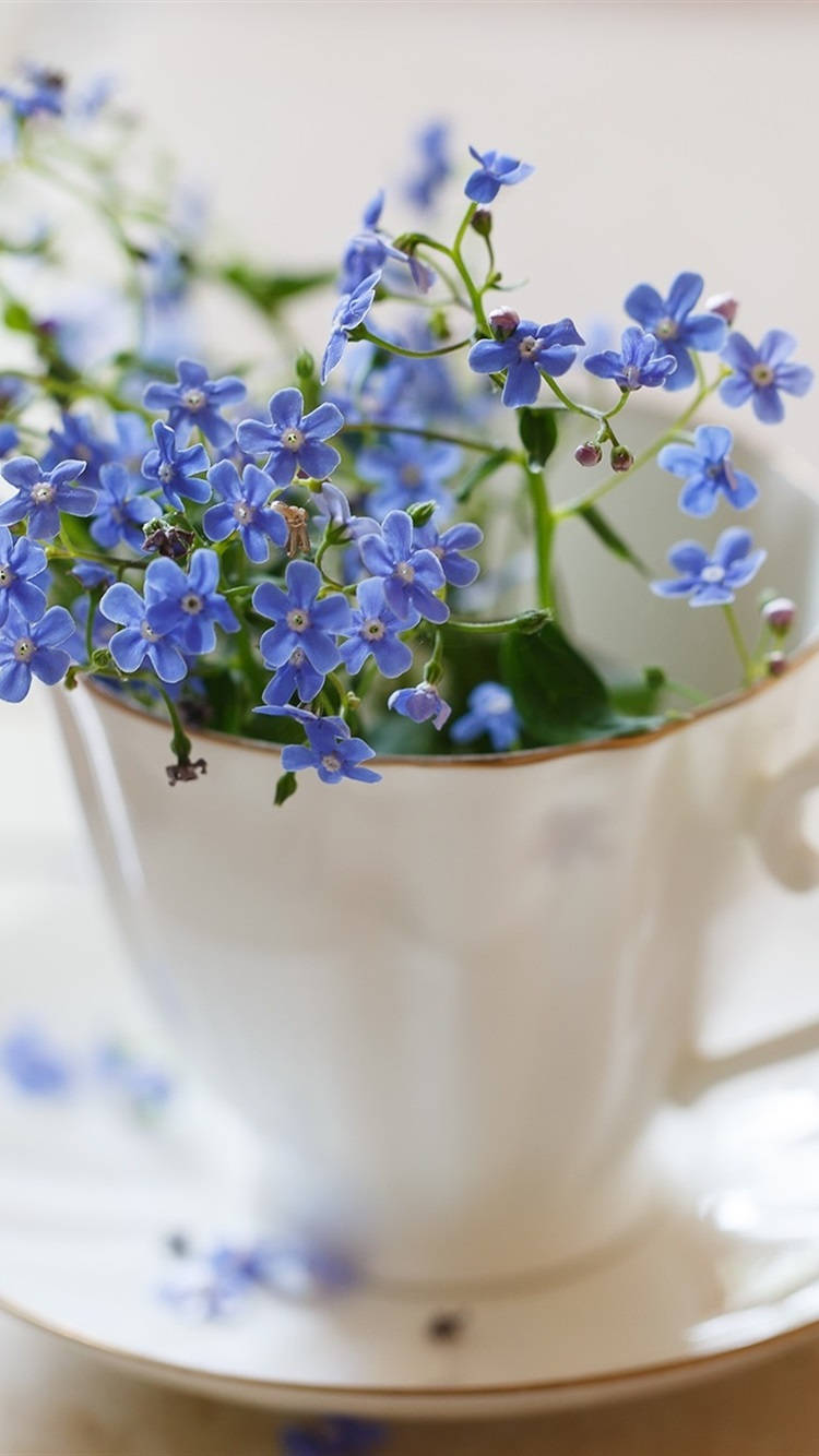 Forget Me Not Flower In A Cup Background