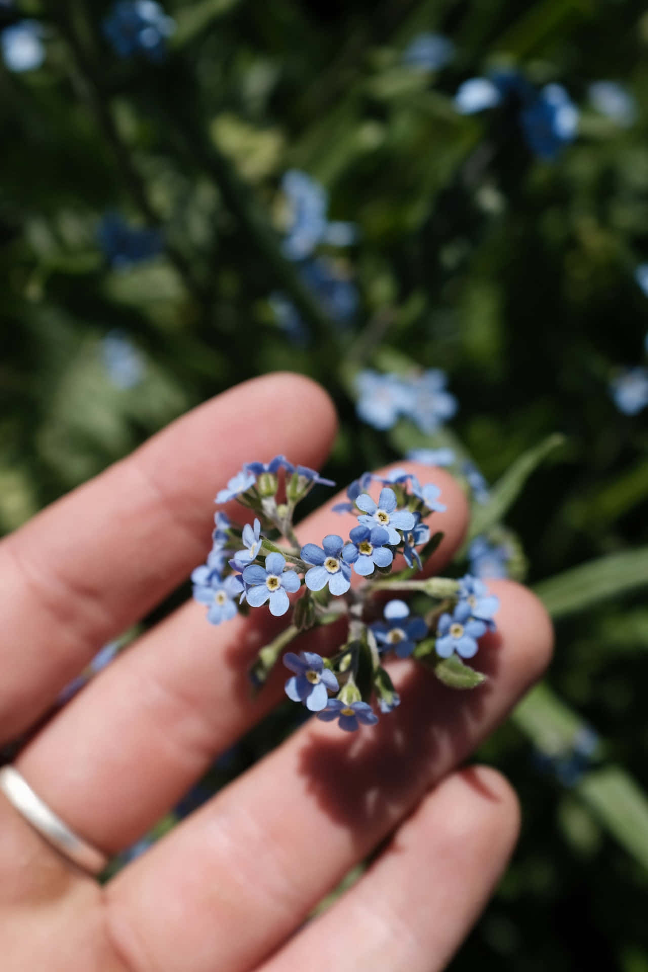 Forget-me-nots Blue Flowers Phone Background