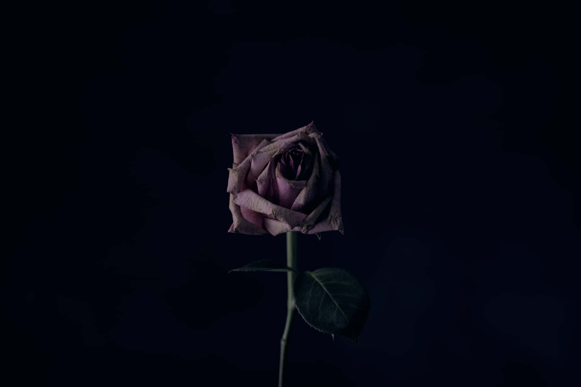 Forgotten Concept Through A Rose In A Dark Room