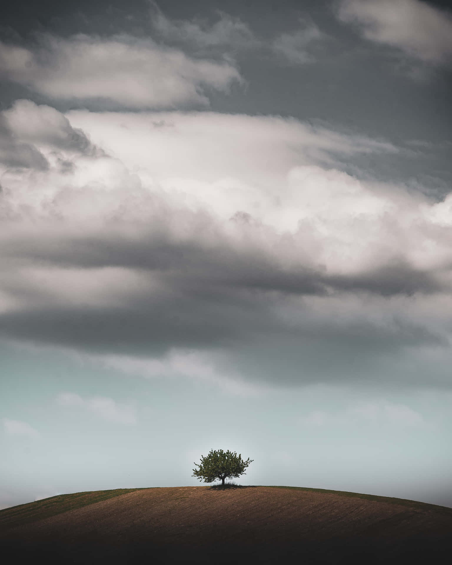 Forgotten Tree In The Uphill Background