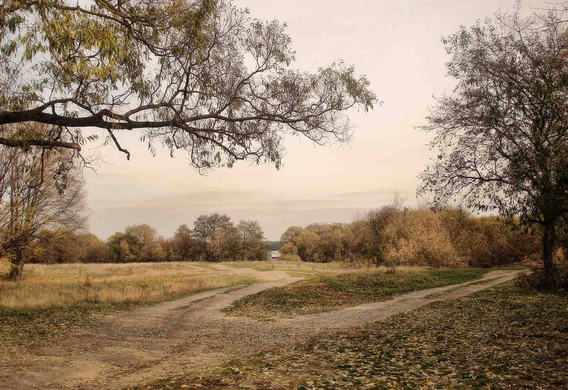 Forked Country Roads With Trees Background